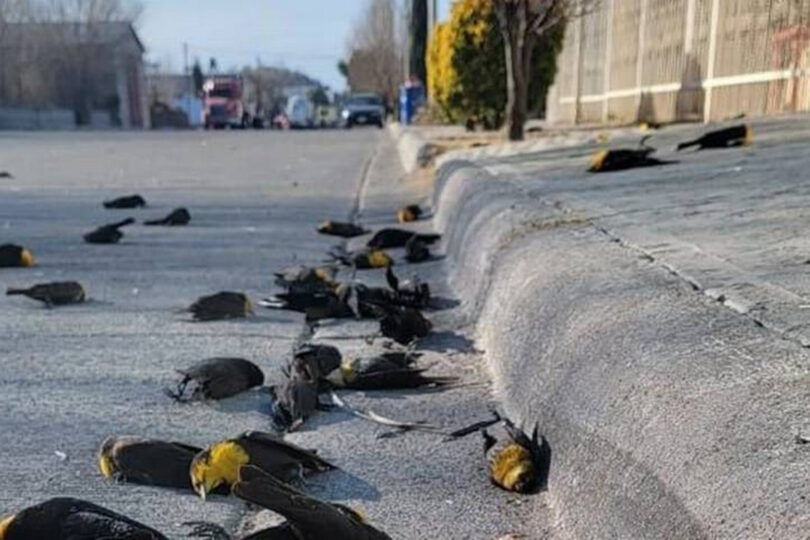 Read more about the article Kamera u Meksiku snimila na stotine mrtvih ptica kako padaju s neba