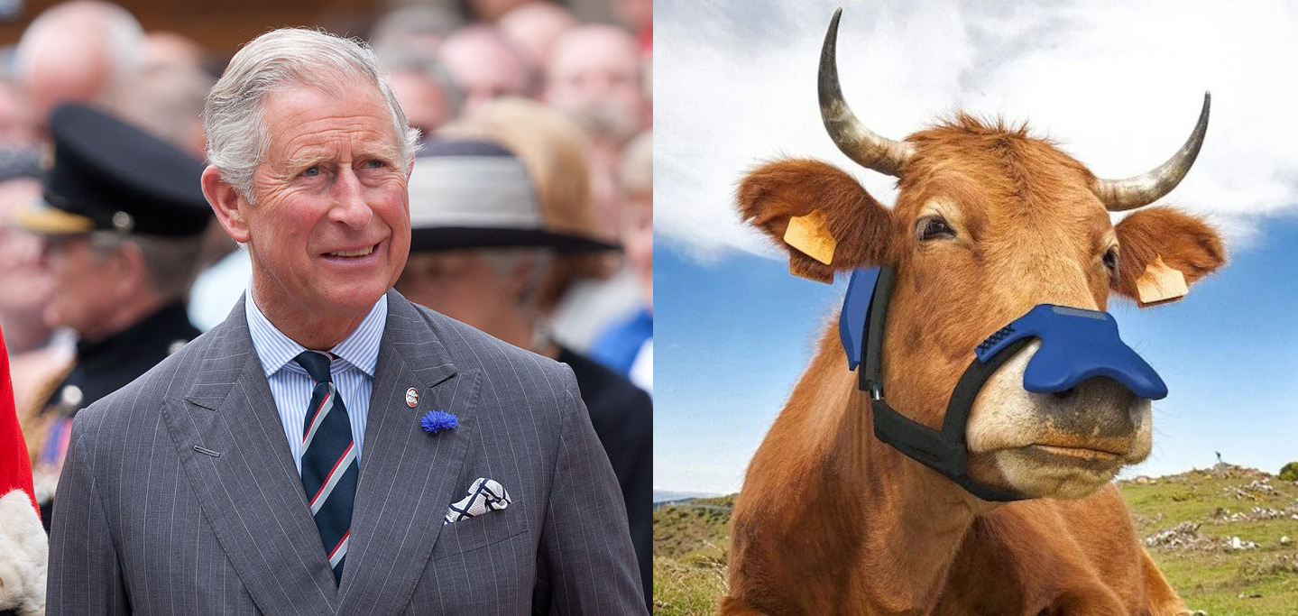 Read more about the article Nagrada princa Charlesa podupire masku za kravlju njušku koja smanjuje emisiju metana iz podrigivanja krava