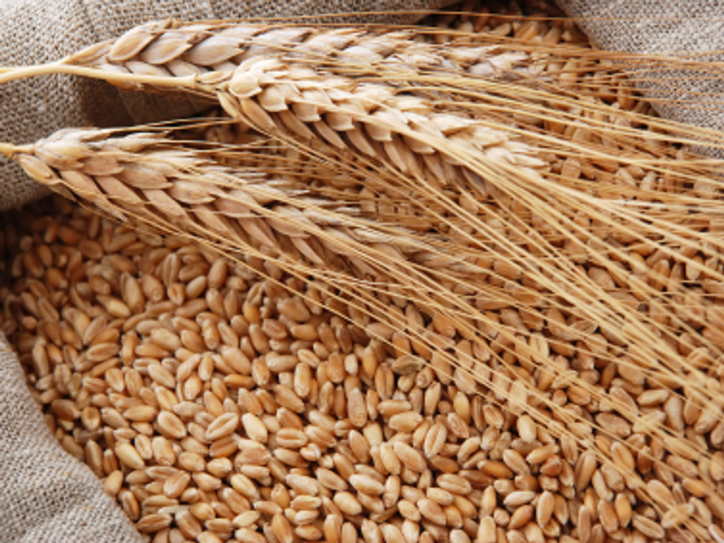 Read more about the article Ekspert upozorava: Svijet ima pšenice za još samo 10 tjedana