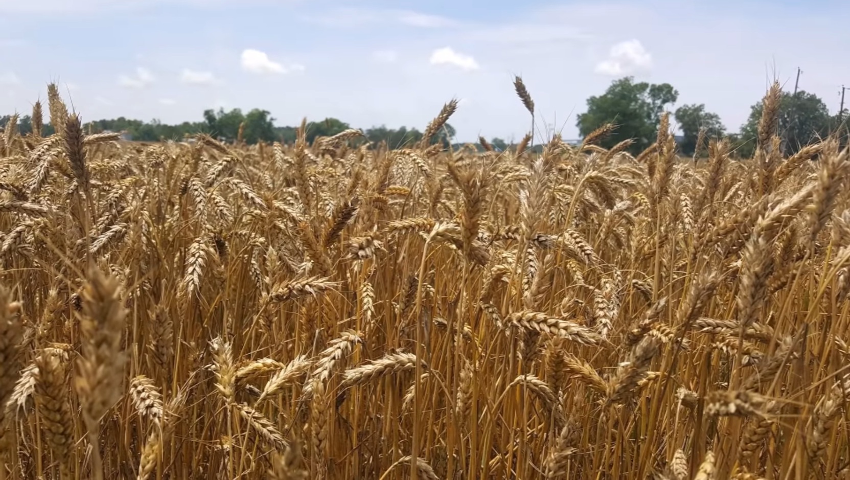 Read more about the article Slijedi nam globalni rat pšenicom – Hoće li Zapad biti primoran ukinuti sankcije Rusiji da bi izbjegao svjetsku krizu?