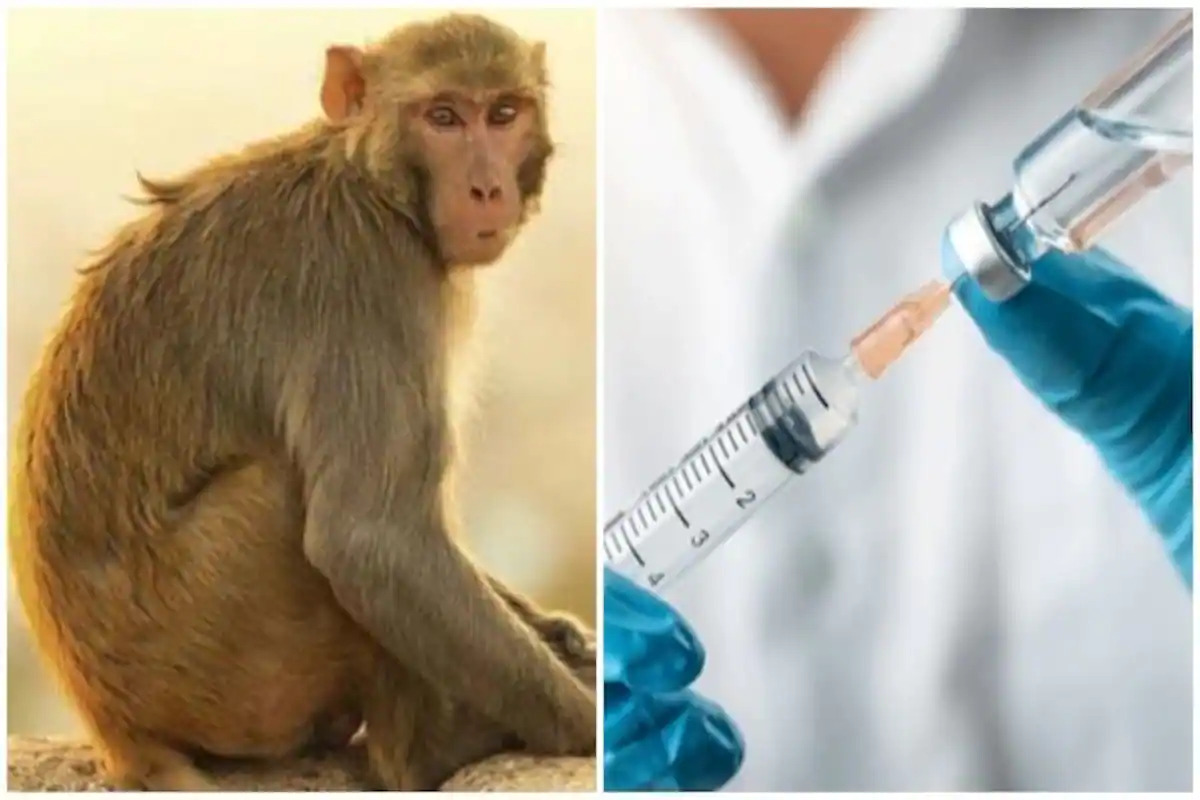 Read more about the article Kad prije? Moderna već napravila cjepiva protiv majmunskih boginja