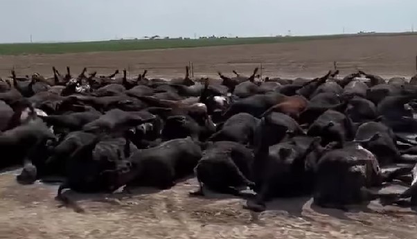 Read more about the article Stravičan prizor – Iznenadni pomor na tisuće goveda u Kansasu