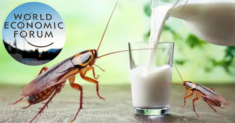 Read more about the article Znanstvenici u suradnji s WEF-om sada promoviraju mlijeko žohara kao 3 puta hranjivije od običnog