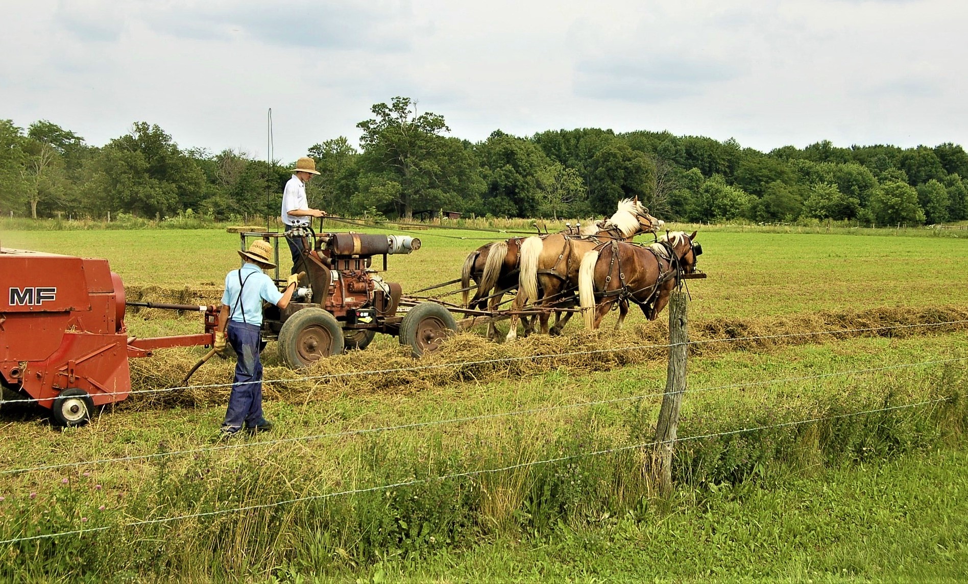 Read more about the article Puna podrška nizozemskim farmerima kojima vlada želi oduzeti zemljišta i uništiti živote