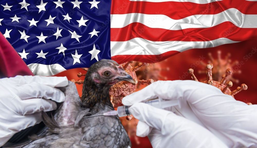 Read more about the article SAD će započeti testiranje cjepiva protiv ptičje gripe na peradi