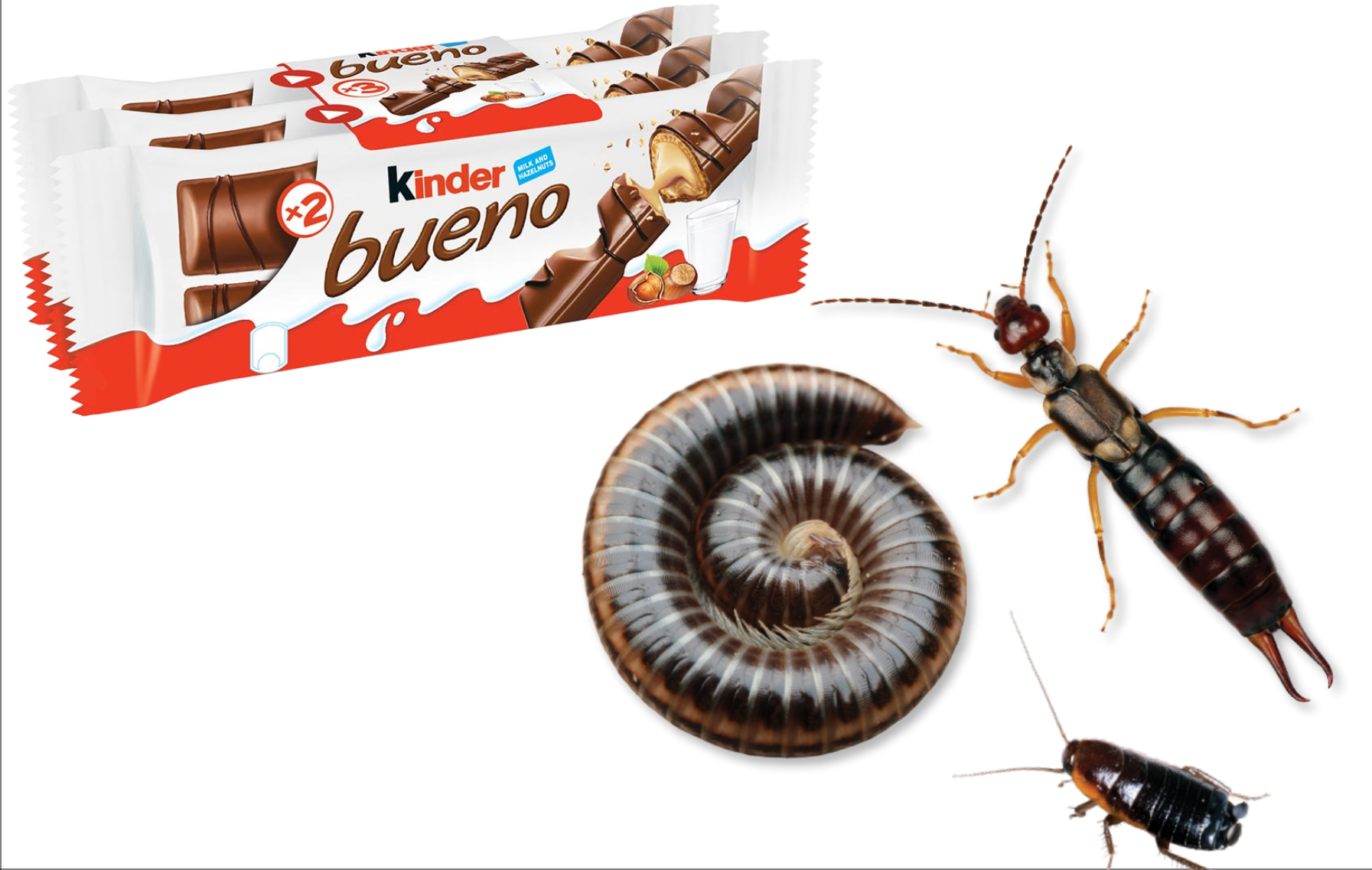 Read more about the article Stravično otkriće: Popularna čokoladica Kinder Bueno u sebi sadrži kukce