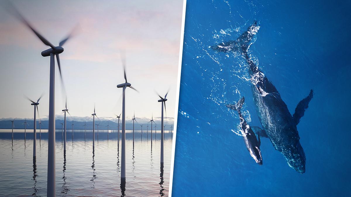 Read more about the article Masovna smrt kitova zbog morskih vjetroturbina na moru: Ekolozi o svemu šute