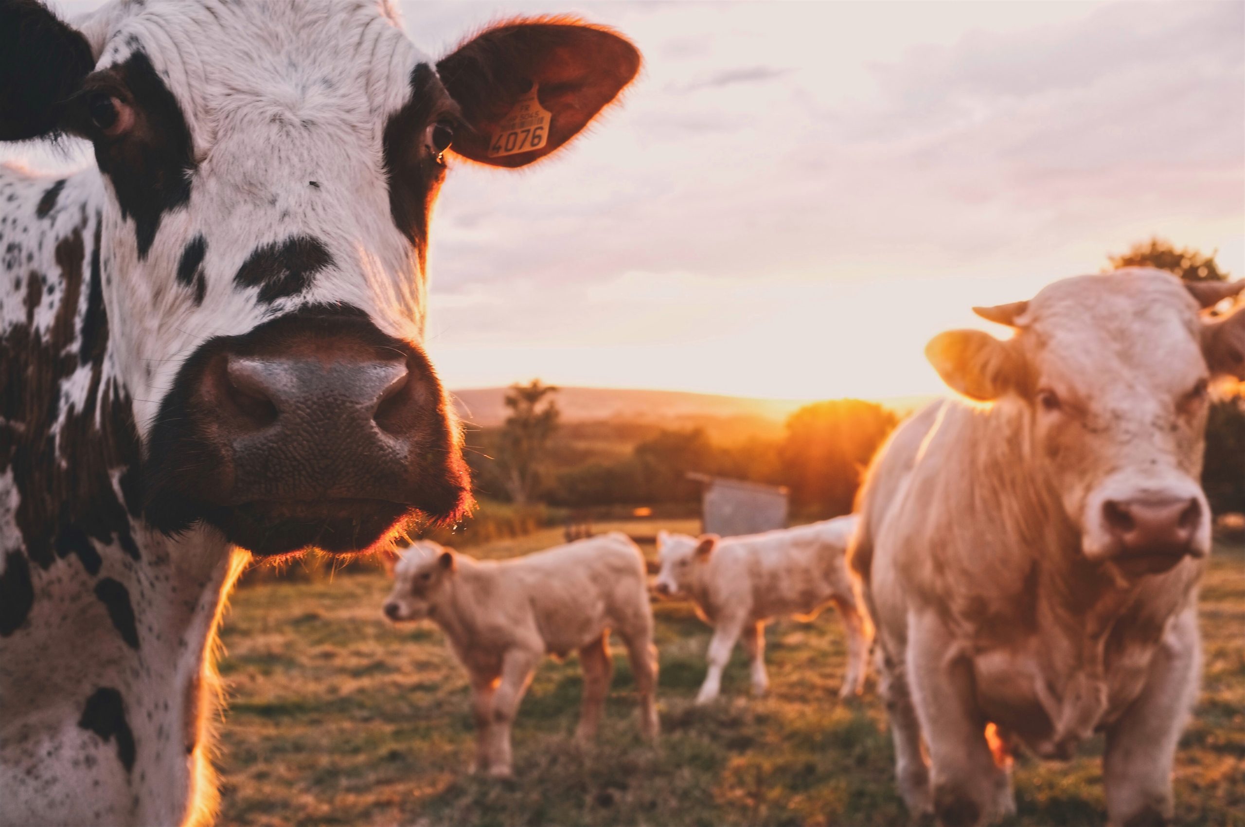 Read more about the article Vlada Novog Zelanda donijela je odluku o odgodi oporezivanja farmera zbog metana koji ispušta njihova stoka