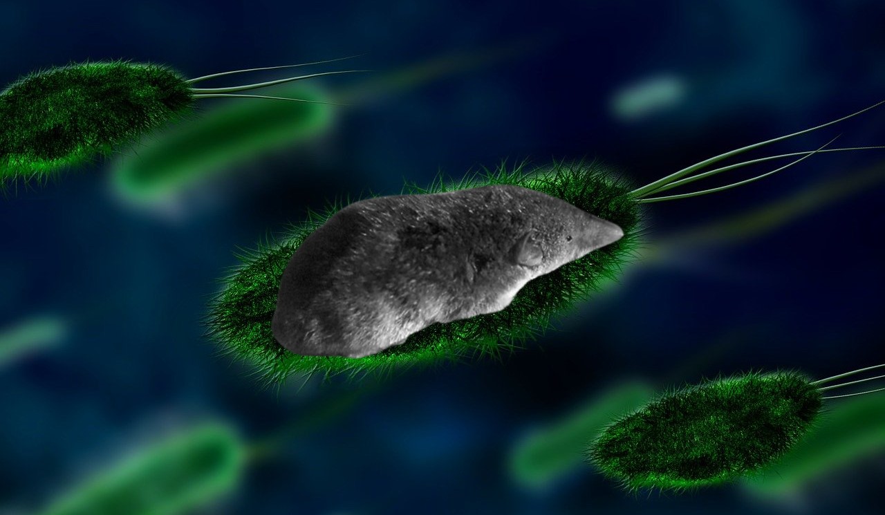 Epoha Portal Borna virus